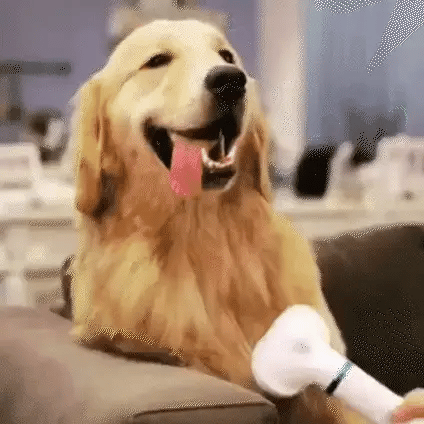Cepillo Secador para mascota 2 en 1